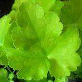 HEUCHERA 'Key Lime Pie'  