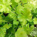 HEUCHERA 'Lime Rickey'  