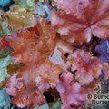 HEUCHERA 'Peach Flambe'  