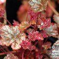 HEUCHERA 'Pewter Moon'  
