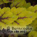 HEUCHERA 'Stoplight'  