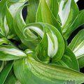 Hosta undulata ‘Mediovariegata’ 
