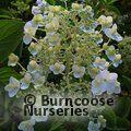 Hydrangea paniculata ‘White Moth’ 