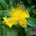 HYPERICUM calycinum  