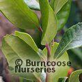 ILEX x altaclerensis 'Maderensis' 