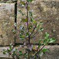 ILEX x meserveae 'Blue Angel' 