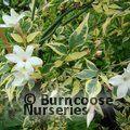 JASMINUM officinale affine 'Argentovariegatum' 