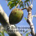 JUGLANS cineria  