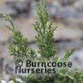 JUNIPERUS sabina var. tamariscifolia  