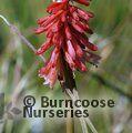 KNIPHOFIA 'Strawberries and Cream'  