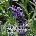 LAVANDULA   