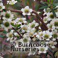 LEPTOSPERMUM polygalifolium  