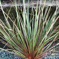 LIBERTIA ixioides 'Taupo Blaze' 