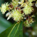 LINDERA megaphylla  
