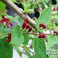 LONICERA tatarica 'Arnold's Red' 