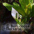 LYSICHITON camtschatcensis  
