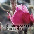MAGNOLIA 'Aurora'  