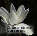 MAGNOLIA campbellii 'Alba' 