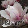 MAGNOLIA 'Candy Cane'  