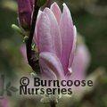 MAGNOLIA 'George Henry Kern'  