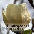 MAGNOLIA 'Gold Cup'  