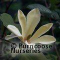 MAGNOLIA 'Golden Endeavour'  