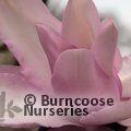 MAGNOLIA 'Mark Jury'  