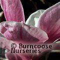 MAGNOLIA 'Purple Platter'  