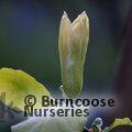 MAGNOLIA 'Sun Ray'  