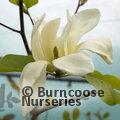 MAGNOLIA 'Sundance'  