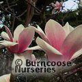 MAGNOLIA 'Thousand Butterflies'  