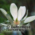 MAGNOLIA 'Tranquility'  