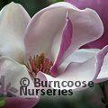 MAGNOLIA x soulangeana 'Sundew' 