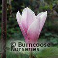 MAGNOLIA 'Raspberry Ice'  