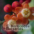 MAHONIA nitens  