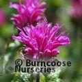 Monarda 'Petite Delight'