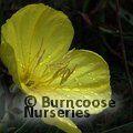 OENOTHERA macrocarpa  
