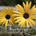 OSTEOSPERMUM 'Lemon Symphony'  