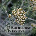 OZOTHAMNUS 'Threave Seedling'  