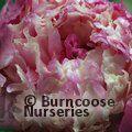 PAEONIA 'Adolphe Rousseau'  