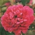 PAEONIA suffruticosa 'Flames in the Furnace' 
