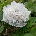 PAEONIA suffruticosa 'Snowy Pagoda' 