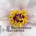 PAEONIA suffruticosa 'Yao's Yellow' 