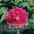 PAEONIA suffruticosa 'Blue Lotus' 