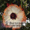 PAPAVER orientale 'Flamenco' 