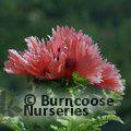PAPAVER orientale 'Pink Ruffles' 