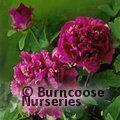 PAEONIA suffruticosa 'Mulberry Purple' 