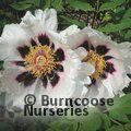PAEONIA suffruticosa 'Snowy Lotus' 
