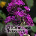 PHLOX paniculata 'Harlequin' 