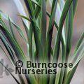 PHORMIUM 'Chocomint'  